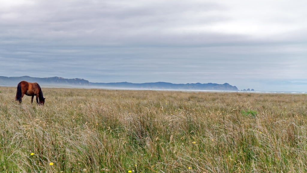 11 - Île de Chiloé (37).jpg